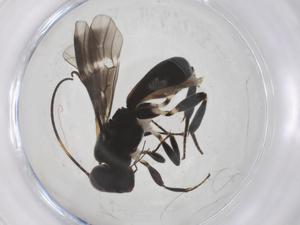  ( - CBG-A63541-A07)  @11 [ ] CreativeCommons - Attribution Share - Alike (2025) Centre for Biodiversity Genomics Centre for Biodiversity Genomics