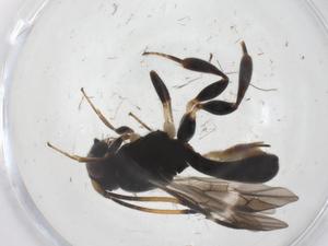  ( - CBG-A63542-A01)  @11 [ ] CreativeCommons - Attribution Share - Alike (2025) Centre for Biodiversity Genomics Centre for Biodiversity Genomics