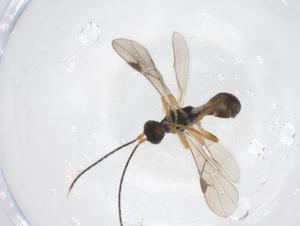  ( - CBG-A63565-F04)  @11 [ ] CreativeCommons - Attribution Share - Alike (2025) Centre for Biodiversity Genomics Centre for Biodiversity Genomics