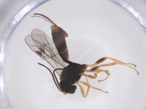  ( - CBG-A63576-F08)  @11 [ ] CreativeCommons - Attribution Share - Alike (2025) Centre for Biodiversity Genomics Centre for Biodiversity Genomics