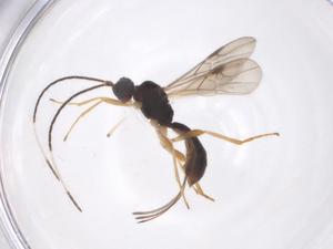  ( - CBG-A63576-H09)  @11 [ ] CreativeCommons - Attribution Share - Alike (2025) Centre for Biodiversity Genomics Centre for Biodiversity Genomics