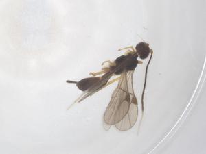  ( - CBG-A63577-A07)  @11 [ ] CreativeCommons - Attribution Share - Alike (2025) Centre for Biodiversity Genomics Centre for Biodiversity Genomics