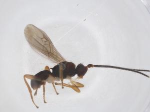  ( - CBG-A63577-F08)  @11 [ ] CreativeCommons - Attribution Share - Alike (2025) Centre for Biodiversity Genomics Centre for Biodiversity Genomics