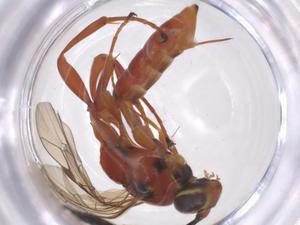  ( - CBG-A63584-H07)  @11 [ ] CreativeCommons - Attribution Share - Alike (2025) Centre for Biodiversity Genomics Centre for Biodiversity Genomics