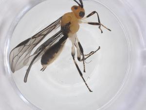  ( - CBG-A63585-A05)  @11 [ ] CreativeCommons - Attribution Share - Alike (2025) Centre for Biodiversity Genomics Centre for Biodiversity Genomics