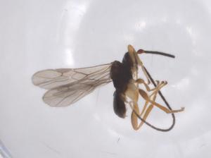  ( - CBG-A63670-E09)  @11 [ ] CreativeCommons - Attribution Share - Alike (2025) Centre for Biodiversity Genomics Centre for Biodiversity Genomics