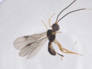  (Heterospilus Malaise1695 - CBG-A63951-B04)  @11 [ ] CreativeCommons - Attribution Share - Alike (2025) Centre for Biodiversity Genomics Centre for Biodiversity Genomics