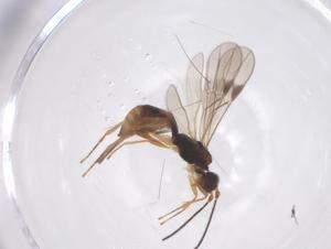  ( - CBG-A63959-G03)  @11 [ ] CreativeCommons - Attribution Share - Alike (2025) Centre for Biodiversity Genomics Centre for Biodiversity Genomics