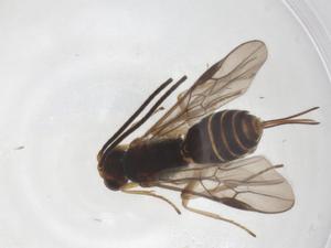  ( - CBG-A63965-A02)  @11 [ ] CreativeCommons - Attribution Share - Alike (2025) Centre for Biodiversity Genomics Centre for Biodiversity Genomics