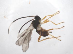  ( - CBG-A63971-C01)  @11 [ ] CreativeCommons - Attribution Share - Alike (2025) Centre for Biodiversity Genomics Centre for Biodiversity Genomics