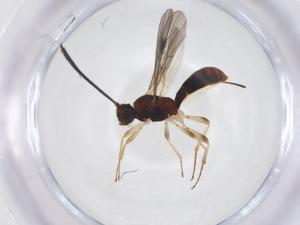  ( - CBG-A63972-D03)  @11 [ ] CreativeCommons - Attribution Share - Alike (2025) Centre for Biodiversity Genomics Centre for Biodiversity Genomics