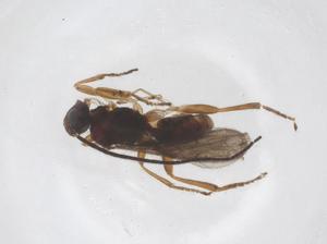  ( - CBG-A63977-G03)  @11 [ ] CreativeCommons - Attribution Share - Alike (2025) Centre for Biodiversity Genomics Centre for Biodiversity Genomics