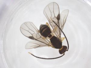  ( - CBG-A63984-H07)  @11 [ ] CreativeCommons - Attribution Share - Alike (2025) Centre for Biodiversity Genomics Centre for Biodiversity Genomics