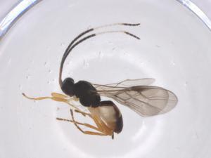  ( - CBG-A63989-G07)  @11 [ ] CreativeCommons - Attribution Share - Alike (2025) Centre for Biodiversity Genomics Centre for Biodiversity Genomics