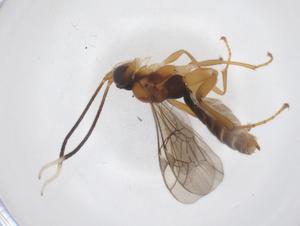  ( - CBG-A63991-F03)  @11 [ ] CreativeCommons - Attribution Share - Alike (2025) Centre for Biodiversity Genomics Centre for Biodiversity Genomics