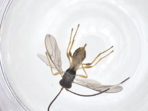  (opiMalaise01 Malaise7000 - CBG-A63991-H09)  @11 [ ] CreativeCommons - Attribution Share - Alike (2025) Centre for Biodiversity Genomics Centre for Biodiversity Genomics