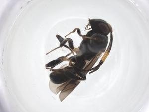  ( - CBG-A64023-H05)  @11 [ ] CreativeCommons - Attribution Share - Alike (2025) Centre for Biodiversity Genomics Centre for Biodiversity Genomics