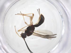  ( - CBG-A64025-H01)  @11 [ ] CreativeCommons - Attribution Share - Alike (2025) Centre for Biodiversity Genomics Centre for Biodiversity Genomics