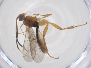  ( - CBG-A64033-F10)  @11 [ ] CreativeCommons - Attribution Share - Alike (2025) Centre for Biodiversity Genomics Centre for Biodiversity Genomics