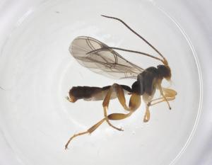  ( - CBG-A64036-A03)  @11 [ ] CreativeCommons - Attribution Share - Alike (2025) Centre for Biodiversity Genomics Centre for Biodiversity Genomics