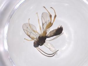  ( - CBG-A64040-G11)  @11 [ ] CreativeCommons - Attribution Share - Alike (2025) Centre for Biodiversity Genomics Centre for Biodiversity Genomics