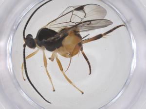 (Hypomicrogaster Malaise6146 - CBG-A64041-E08)  @11 [ ] CreativeCommons - Attribution Share - Alike (2025) Centre for Biodiversity Genomics Centre for Biodiversity Genomics