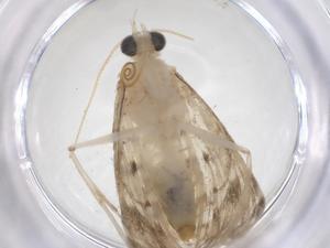  (cramMalaise01 Malaise9907 - CBG-A64041-E12)  @11 [ ] CreativeCommons - Attribution Share - Alike (2025) Centre for Biodiversity Genomics Centre for Biodiversity Genomics