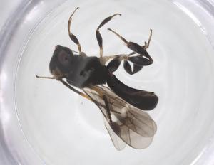  ( - CBG-A64041-H06)  @11 [ ] CreativeCommons - Attribution Share - Alike (2025) Centre for Biodiversity Genomics Centre for Biodiversity Genomics