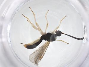  ( - CBG-A64042-C12)  @11 [ ] CreativeCommons - Attribution Share - Alike (2025) Centre for Biodiversity Genomics Centre for Biodiversity Genomics