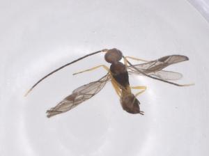  ( - CBG-A64043-B06)  @11 [ ] CreativeCommons - Attribution Share - Alike (2025) Centre for Biodiversity Genomics Centre for Biodiversity Genomics