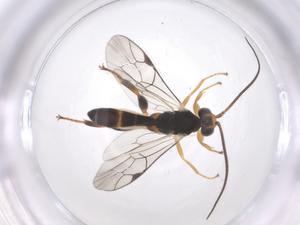  ( - CBG-A64043-C01)  @11 [ ] CreativeCommons - Attribution Share - Alike (2025) Centre for Biodiversity Genomics Centre for Biodiversity Genomics