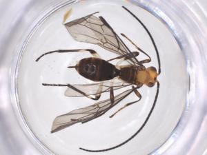  ( - CBG-A64043-H06)  @11 [ ] CreativeCommons - Attribution Share - Alike (2025) Centre for Biodiversity Genomics Centre for Biodiversity Genomics