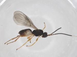  ( - CBG-A64070-G09)  @11 [ ] CreativeCommons - Attribution Share - Alike (2025) Centre for Biodiversity Genomics Centre for Biodiversity Genomics