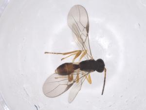  ( - CBG-A64075-E11)  @11 [ ] CreativeCommons - Attribution Share - Alike (2025) Centre for Biodiversity Genomics Centre for Biodiversity Genomics