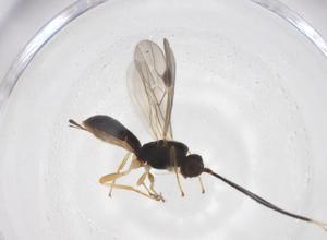  (Heterospilus Malaise6963 - CBG-A64086-G02)  @11 [ ] CreativeCommons - Attribution Share - Alike (2025) Centre for Biodiversity Genomics Centre for Biodiversity Genomics