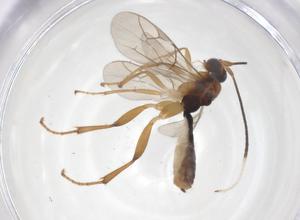  ( - CBG-A64086-H04)  @11 [ ] CreativeCommons - Attribution Share - Alike (2025) Centre for Biodiversity Genomics Centre for Biodiversity Genomics