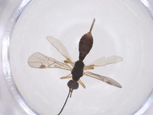  ( - CBG-A64087-C08)  @11 [ ] CreativeCommons - Attribution Share - Alike (2025) Centre for Biodiversity Genomics Centre for Biodiversity Genomics