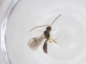  ( - CBG-A64088-D05)  @11 [ ] CreativeCommons - Attribution Share - Alike (2025) Centre for Biodiversity Genomics Centre for Biodiversity Genomics