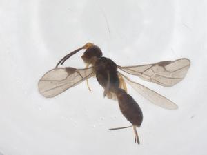  ( - CBG-A64282-B03)  @11 [ ] CreativeCommons - Attribution Share - Alike (2025) Centre for Biodiversity Genomics Centre for Biodiversity Genomics