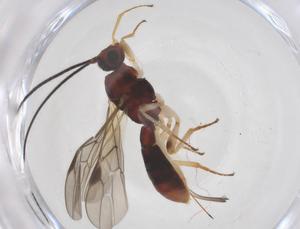  ( - CBG-A64286-B08)  @11 [ ] CreativeCommons - Attribution Share - Alike (2025) Centre for Biodiversity Genomics Centre for Biodiversity Genomics