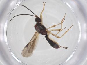  ( - CBG-A64294-F11)  @11 [ ] CreativeCommons - Attribution Share - Alike (2025) Centre for Biodiversity Genomics Centre for Biodiversity Genomics