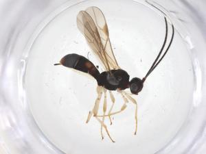  ( - CBG-A64295-B01)  @11 [ ] CreativeCommons - Attribution Share - Alike (2025) Centre for Biodiversity Genomics Centre for Biodiversity Genomics