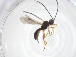  ( - CBG-A64295-H05)  @11 [ ] CreativeCommons - Attribution Share - Alike (2025) Centre for Biodiversity Genomics Centre for Biodiversity Genomics