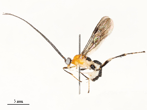  ( - CBG-A65358-C08)  @11 [ ] CreativeCommons - Attribution Share - Alike (2025) CBG Photography Group Centre for Biodiversity Genomics