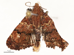  ( - CBG-A65360-E07)  @11 [ ] CreativeCommons - Attribution Share - Alike (2025) CBG Photography Group Centre for Biodiversity Genomics