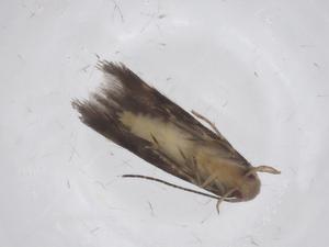  ( - CBG-A65530-F08)  @11 [ ] CreativeCommons - Attribution Share - Alike (2025) Centre for Biodiversity Genomics Centre for Biodiversity Genomics