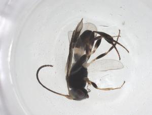  ( - CBG-B10872-B12)  @11 [ ] CreativeCommons - Attribution Share - Alike (2025) Centre for Biodiversity Genomics Centre for Biodiversity Genomics