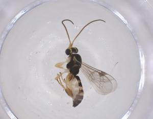  ( - CBG-B10890-F10)  @11 [ ] CreativeCommons - Attribution Share - Alike (2025) Centre for Biodiversity Genomics Centre for Biodiversity Genomics