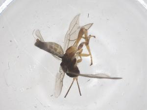  ( - CBG-B10891-G04)  @11 [ ] CreativeCommons - Attribution Share - Alike (2025) Centre for Biodiversity Genomics Centre for Biodiversity Genomics