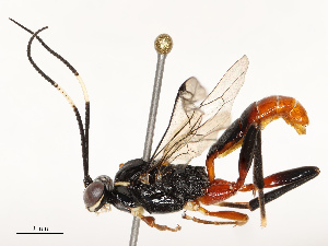  ( - CBG-B15178-E02)  @11 [ ] CreativeCommons - Attribution Share - Alike (2025) CBG Photography Group Centre for Biodiversity Genomics